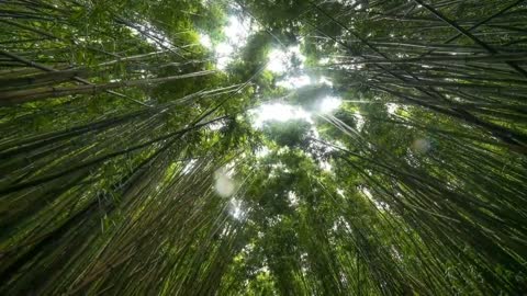 sland in Hawaii, nature of the earth