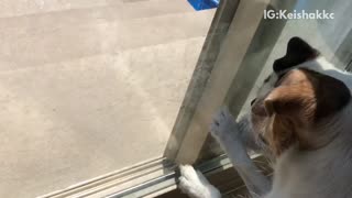 Two white brown dogs try to scratch and eat bug through glass window