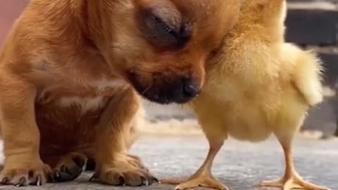 Funny dog video।emotion dogs