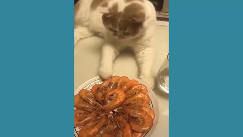 cat and shrimp plate