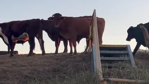 4 April 2022 NSW Australia Floods Dave Oneegs Cow Whisperer