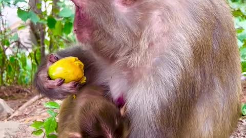 Newborn baby monkey