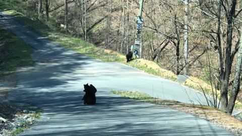 Black Bear Cubs Play in Road While Mom Watches