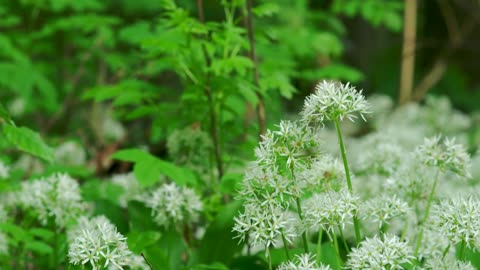 Wild flowers in a forest