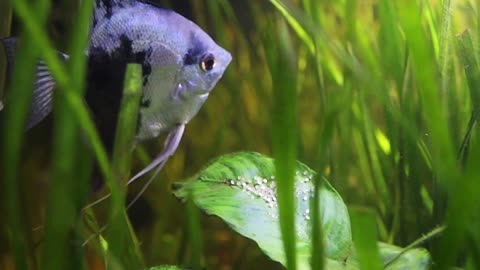 Spying on my Angelfish Caring for Their Eggs