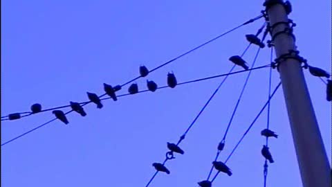 Pigeons Swingin' on a Line