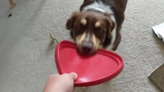 Tug of war with Rascal