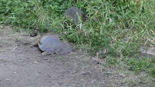 young raccoon is trying to steal the turtle eggs