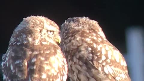 Cute little owls adorably cuddle with each other