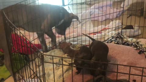 Loving Dog Plays With Puppies From Outside The Cage