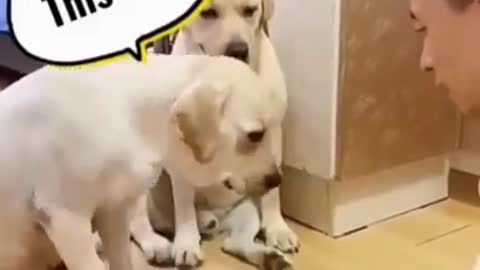Funny Dogs-Which One Is It In ????