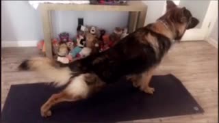 German shepherd dog stretches on black yoga mat