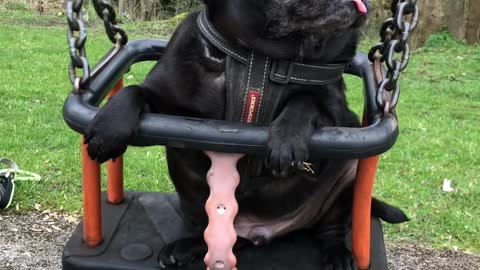 Charlie the Pug Loves to Swing