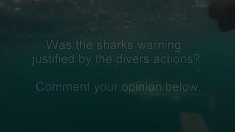 Great White Shark Attacks Diver