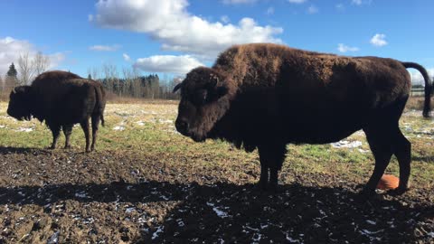 Bisons in Winter