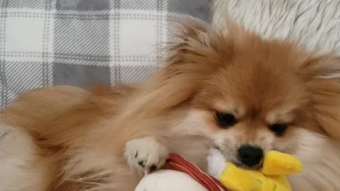 Ambitious pomeranian tears apart his eggs benedict