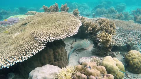 Very beautiful sea bath fish with sea coral