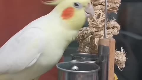 Cute Cockatiel Sings Adorable Cookie Song 🍪 | Sweet Serenade