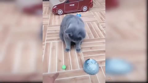 Kitten Cats - Cute and Funny Cat Videos Compilation 2021