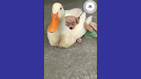 Cute Puppy take's a nap on Duck's back🥰...Puppy Playing with a chicken