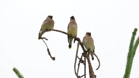 Three beautiful birds on the branches