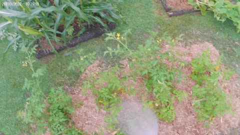 planting a new garden bed!!!large tomato's from pots into postholes, minimum dig gardening