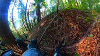 Motorcycle Rider Tips on Turn and Slides into Forest