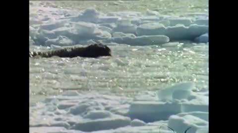 Les derniers rois de Thulé avec les Inuits du pôle (1969) - Documentaire - Jean Malaurie -