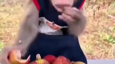 funny monkey kid eating litchi fruit
