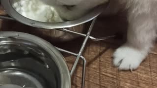 puppy eating