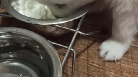 puppy eating