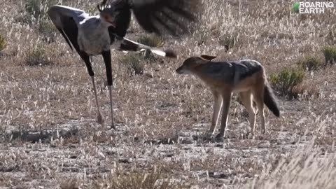 Massive Bird of Prey Takes On a Jackal: Predator vs. Predator