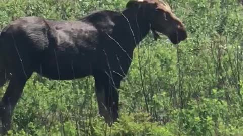 Dangerous encounter with young moose