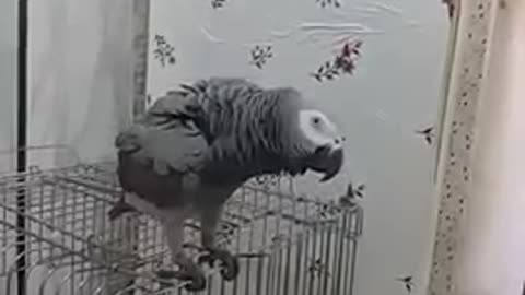 Cute parrot(2)