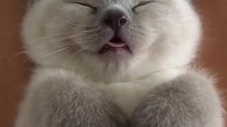 Cute Kitten Cat Nap