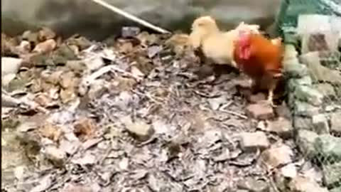 dog VS chicken fight so funny