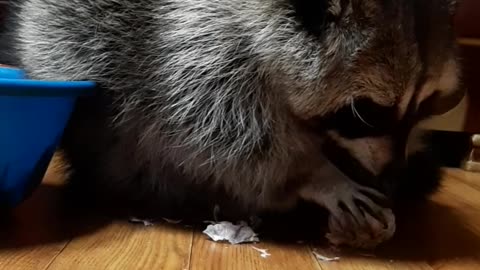 Raccoon hard at work peeling garlic