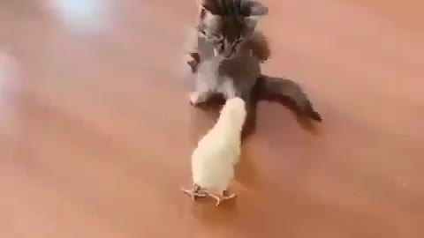 Little cat vs little chicken