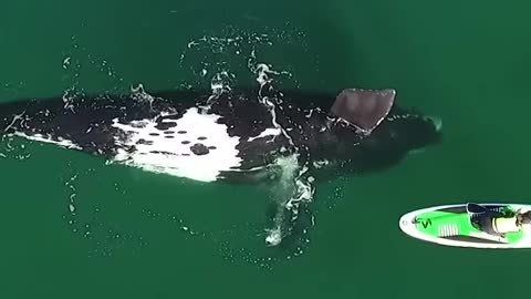 Paddleboarder’s Incredible Encounter With Curious Whales