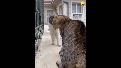 Best of funny cats (part2)