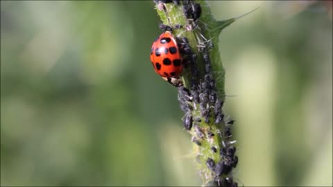 Aphids beetle