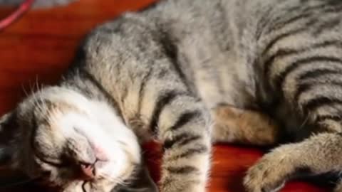 Cat relaxing video.