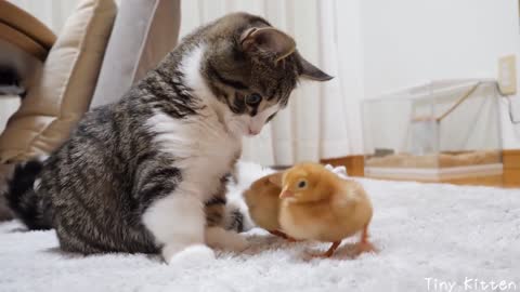 cute cats playing with chicks