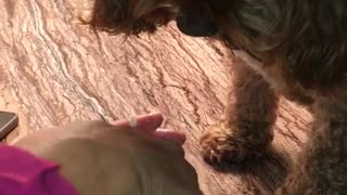 Brown dog on top of table eating ice cream