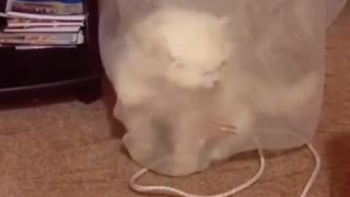 cat and curtain