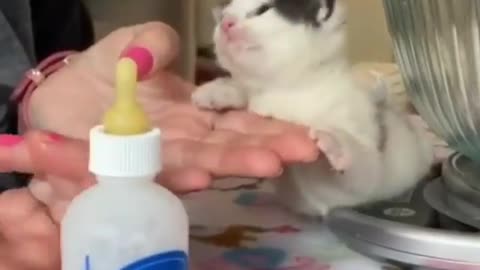 Baby cat drink milk