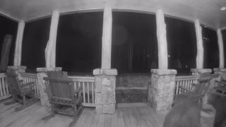 Two Bears Out of Hibernation Wrestle on Porch