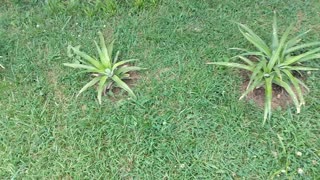Growing pineapple from pineapple tops
