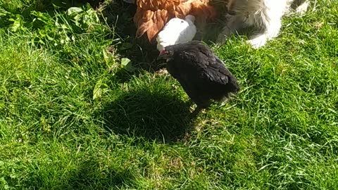 Goldi, Luna and baby chicken. Happy day 💚