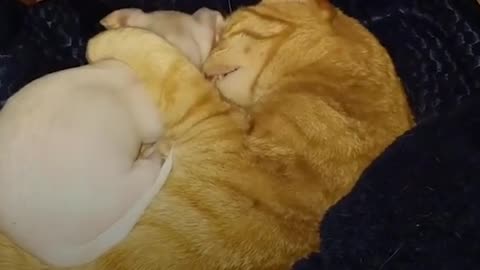Tiny Dog Wants To Play with Bigger Cat Siblings | The Dodo